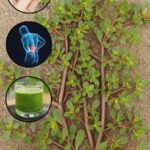 Verdolaga: ¡La Planta Más Sabrosa y Saludable para Tu Jardín!