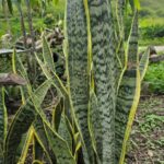 Espada de San Jorge: Beneficios y Usos para la Salud