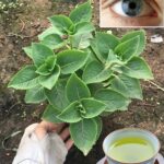 Oreja de Elefante: El Remedio Natural que Mejora Tu Visión