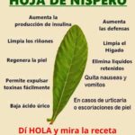 El Poder Sanador de la Hoja de Níspero: Remedio Natural para Limpiar, Regenerar y Fortalecer el Organismo