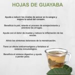 Los Beneficios del Té de Hojas de Guayaba: Salud y Bienestar Natural