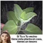 La Planta del Dinero: Un Tesoro Natural en Tu Jardín