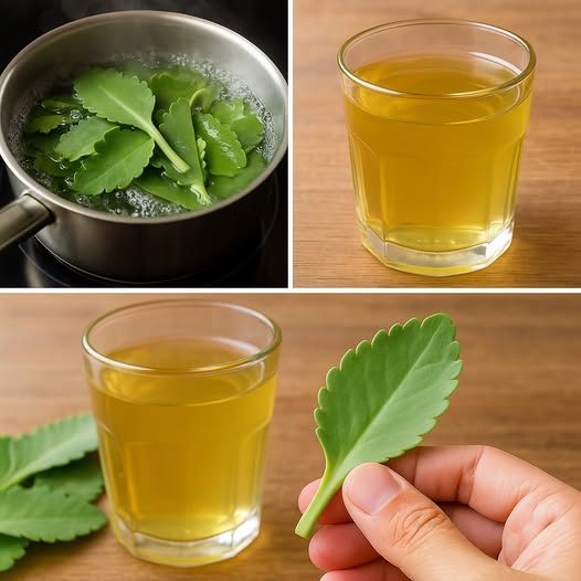 Preparación de infusiones de plantas medicinales