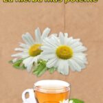 La Manzanilla: La Hierba Más Potente para la Salud Natural