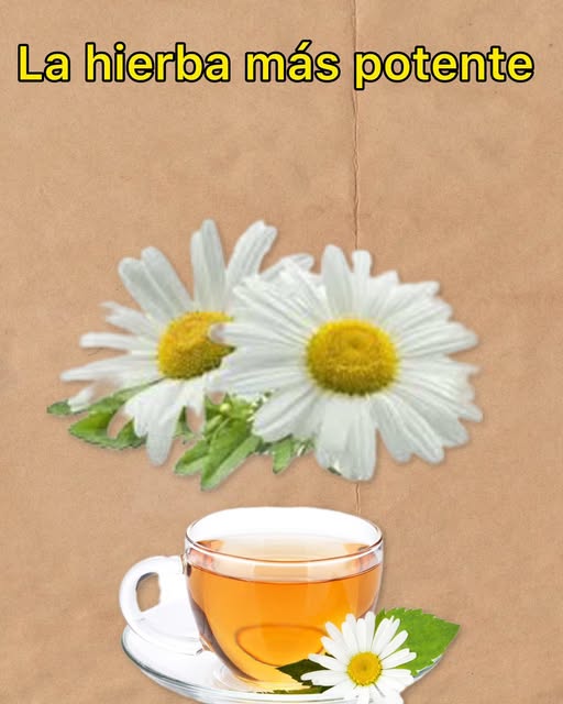 Té de Manzanilla