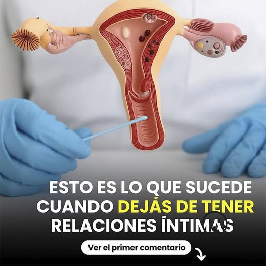Modelo anatómico del sistema reproductor femenino