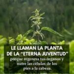 La Planta de la Eterna Juventud: Un Tesoro en Tu Hogar