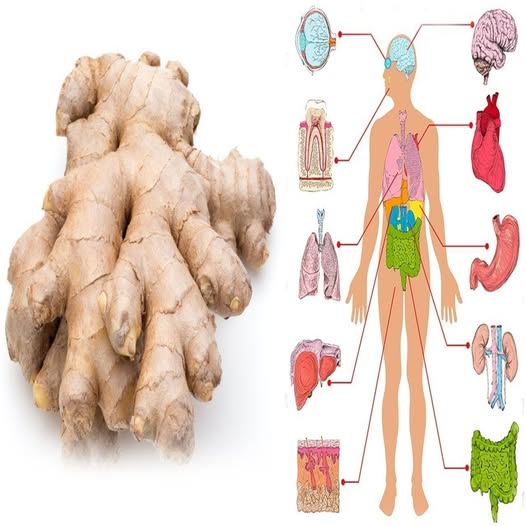 Jengibre y Beneficios para el Cuerpo Humano