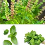 Los Increíbles Beneficios de la Albahaca para Mejorar tu Salud