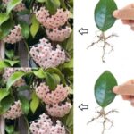 Todo lo que Necesitas Saber para Cultivar Flor de Cera (Hoya)