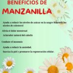 Los Incontables Beneficios de la Manzanilla para Tu Salud y Bienestar
