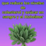 La Salvia: La Planta Milagrosa para Controlar el Colesterol, el Azúcar y el Alzheimer