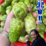 Dile Adiós al Cáncer y a la Diabetes con Noni: Un Remedio Natural Poderoso