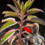 Descubre el Tesoro en Tu Hogar: Kalanchoe y sus Impresionantes Propiedades Medicinales