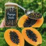Beneficios y Usos de las Semillas de Papaya: La Maravilla Nutricional que No Conocías