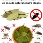 Laurel: El Escudo Natural contra Plagas