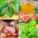 Remedios Caseros del Dr. Frank Suárez: Combatiendo Enfermedades con Ingredientes Naturales