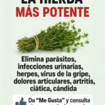 Descubre la Hierba Milagrosa: Combatiente Natural de Múltiples Afecciones