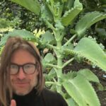 Kalanchoe: La Planta Medicinal que Transformará tu Salud