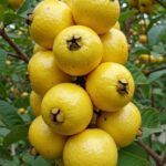 Delicia de Guayabas: Beneficios, Recetas y Remedios Caseros