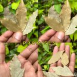 Beneficios del Té de Laurel: Un Aliado Natural para la Salud