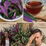Beneficios de la Hoja de Maguey Morado: Un Remedio Natural Contra Diversas Enfermedades
