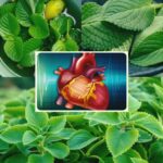15 Razones para Cultivar Orégano Orejón en Casa: Beneficios para Toda la Familia