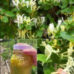 Madreselva: La Flor Fragante con Poderes Curativos