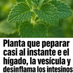 La Planta Milagrosa que Mejora tu Hígado y Vesícula