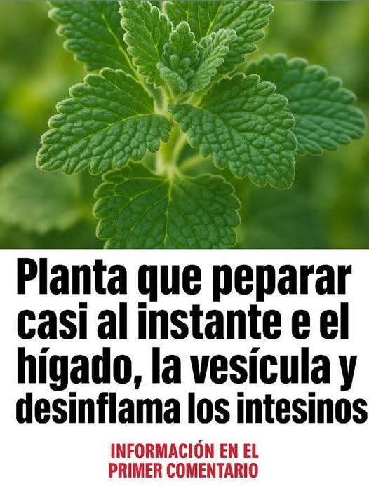 Planta que mejora el hígado y la vesícula