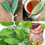 La Salvia: Una Planta Poderosa para la Salud y la Cocina que Crece en Tu Jardín