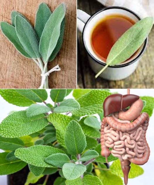 Hojas de salvia