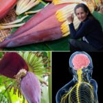 Flor de Banano: Jugo, Recetas y Poderosos Beneficios para la Salud