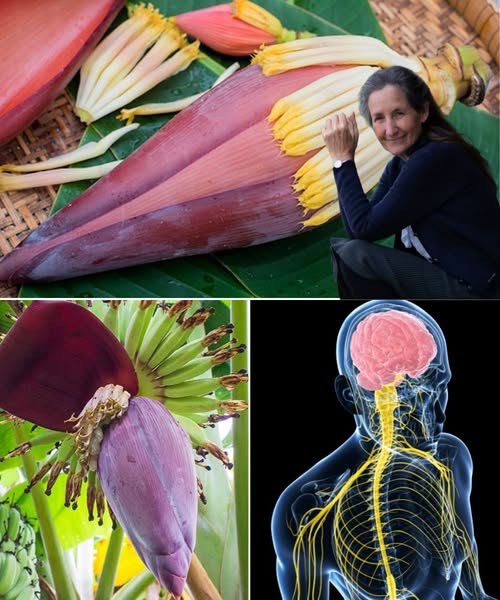Flor de banano