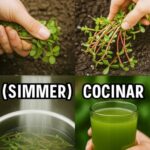 La Verdolaga: La Planta Milagrosa para tu Jardín y Salud