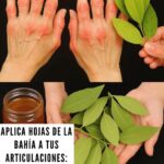 Alivia el Dolor Articular con Hojas de la Bahía: Un Remedio Natural Asombroso