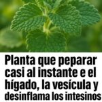 La Planta Sanadora: Mejorando la Salud del Hígado, Vesícula e Intestinos