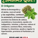 Combate 15 Problemas De Salud Con Orégano