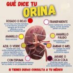 La Importancia del Color de tu Orina: Lo que Dice sobre Tu Salud