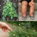 La Mimosa Pudica: Un Tesoro Verde para la Salud Natural