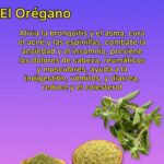 Los Múltiples Beneficios del Orégano: Tu Aliado Natural para la Salud