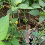 La Hierba Mora: Un Tesoro Natural para la Salud