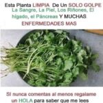 Los Inimaginables Beneficios Medicinales del Cilantro