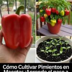 Cómo Cultivar Pimientos en Macetas: Guía Paso a Paso