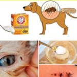 Cómo Eliminar las Pulgas de tu Mascota con Métodos Naturales y Sencillos