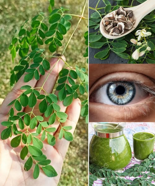 Beneficios de la moringa
