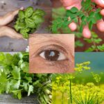 7 Hojas Esenciales para la Salud de tus Ojos: Remedios Naturales