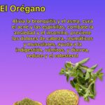 Beneficios del Orégano: Un Remedio Natural para tu Salud