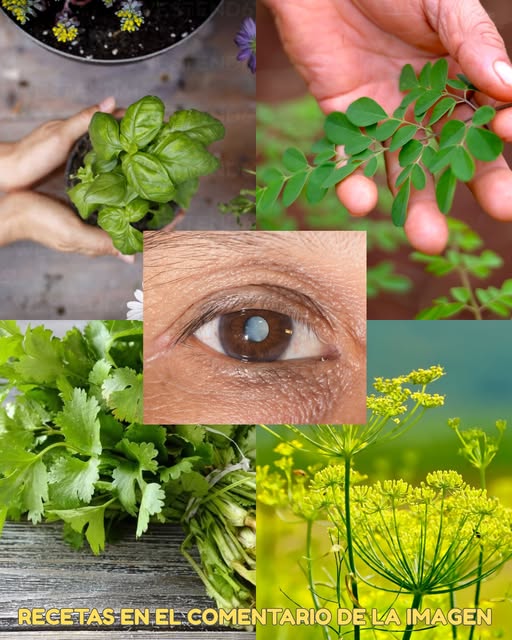 Hojas de albahaca, moringa, cilantro y eneldo, esenciales para la salud ocular