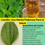 Beneficios del Llantén: La Planta que Cura Todo de Cabeza a Pies